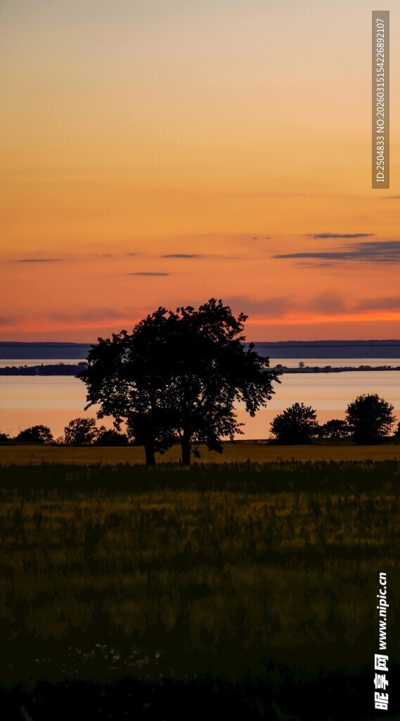 夕阳下田野与孤树美景