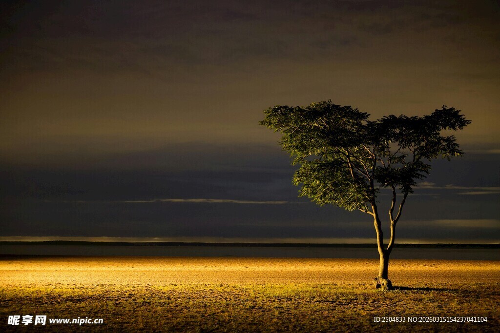 旷野孤树的静谧夜景