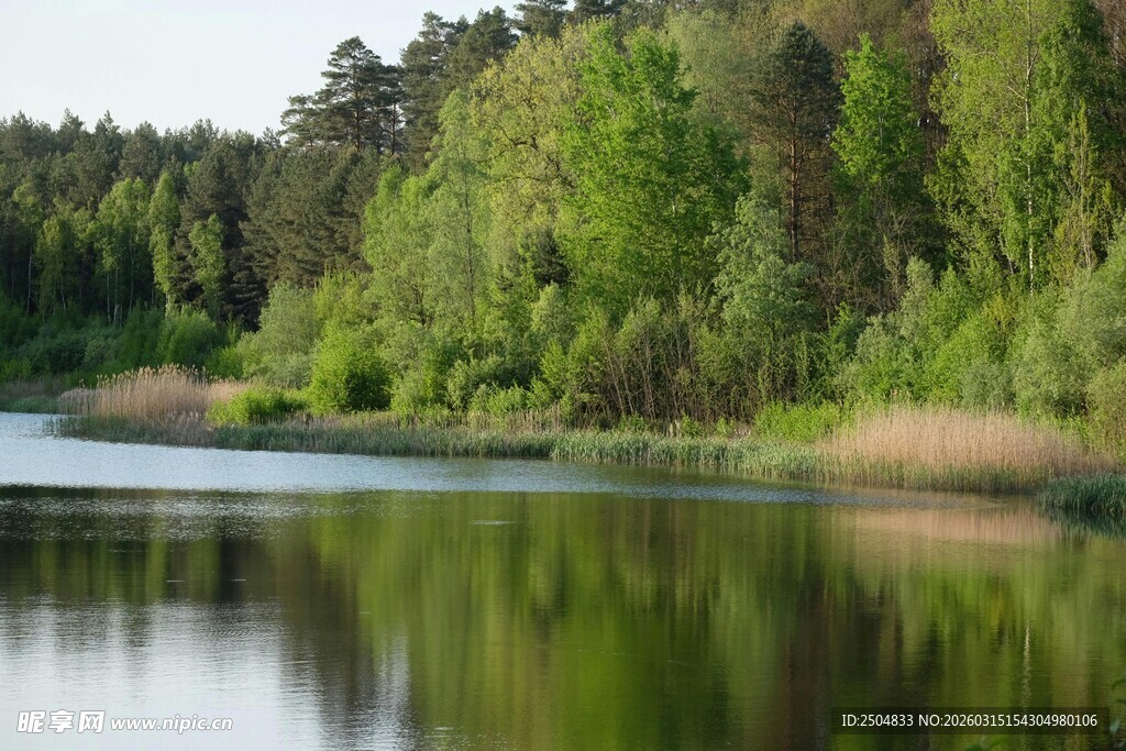 宁静湖畔的森林风光