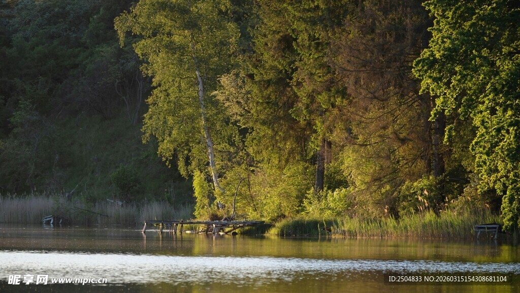 湖畔葱郁树林美景