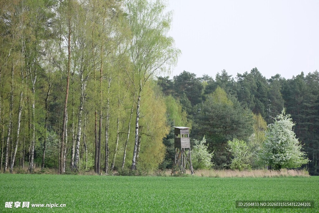 林间草地的宁静景致