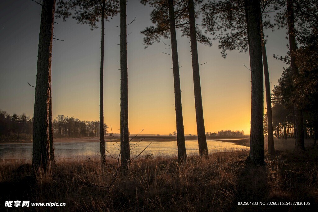 黄昏湖畔的挺拔树木
