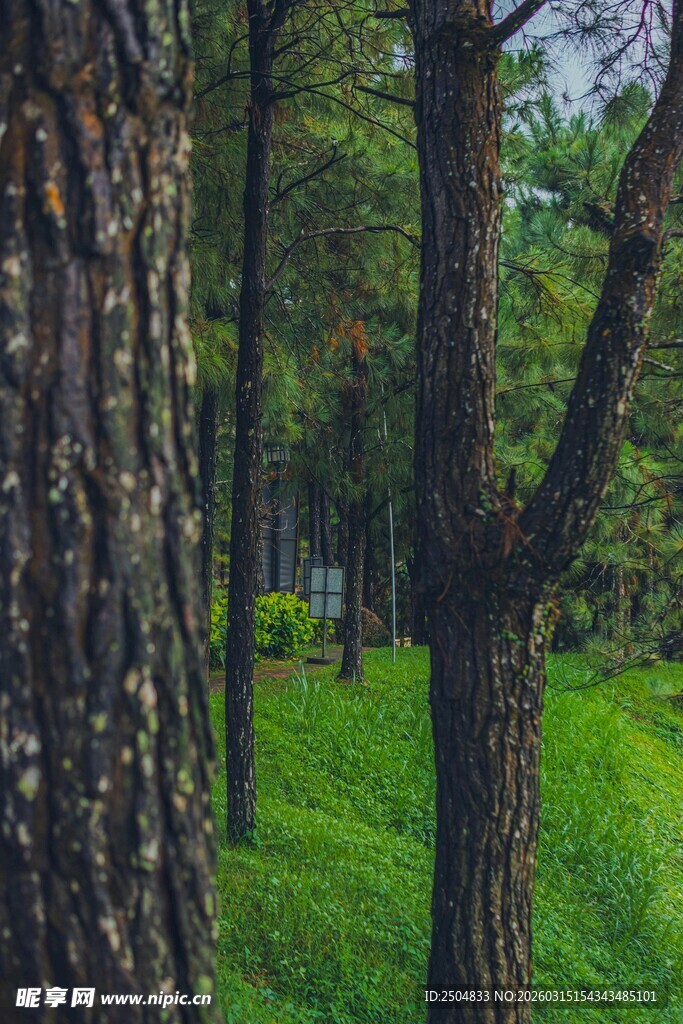 林间绿意浓 树木伴青草