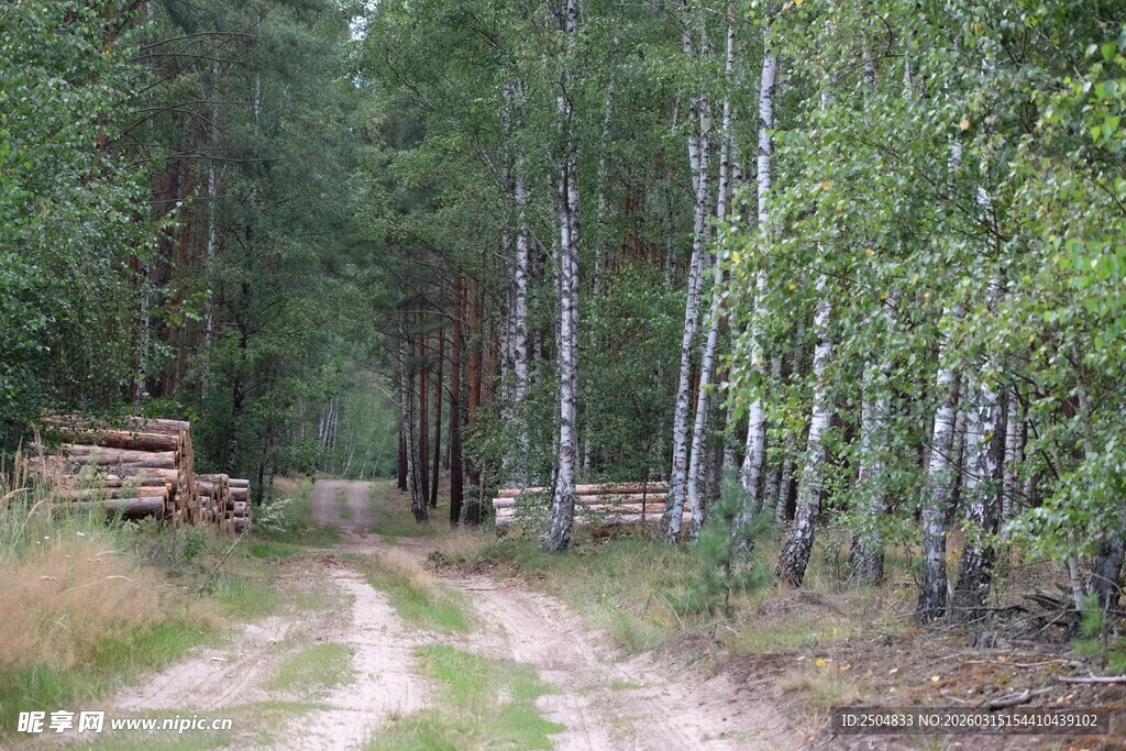 林间小道 静谧的森林风光