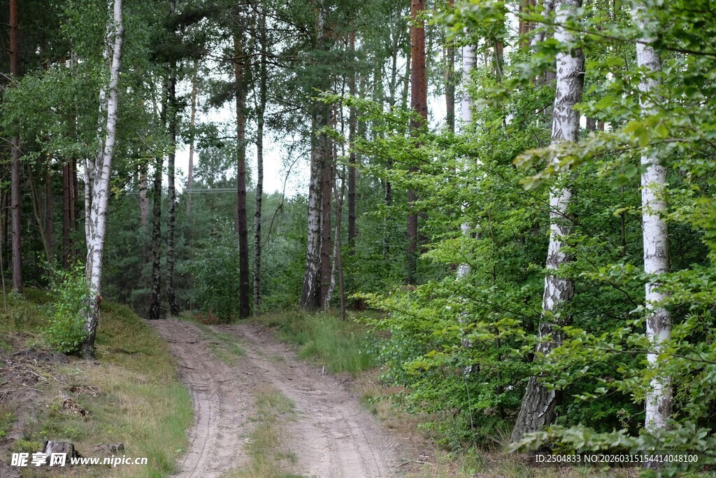 林间蜿蜒小路 绿意盎然