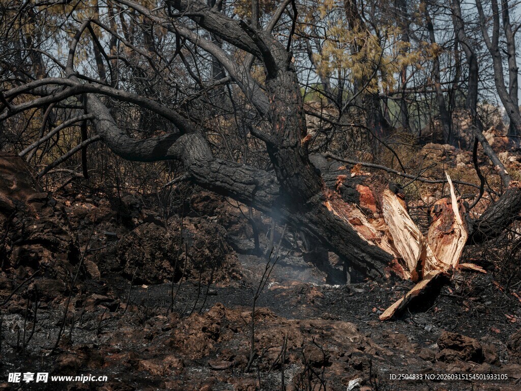 森林中燃烧的枯木