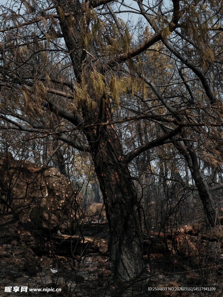 枯树林中的萧瑟景象