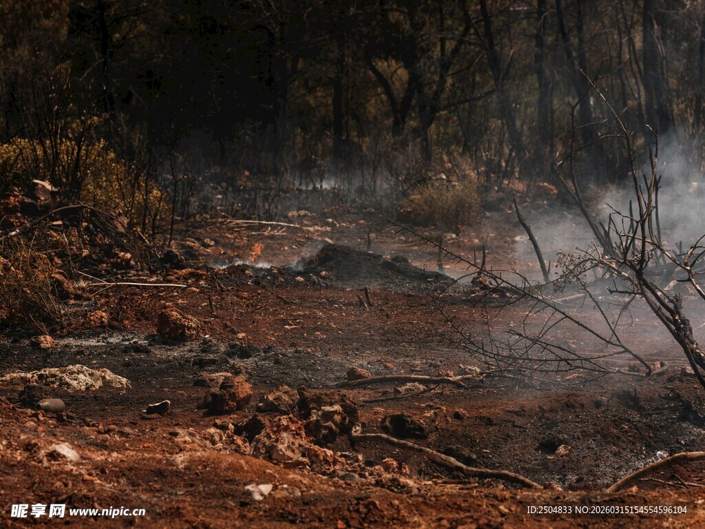 森林中的神秘烟雾场景