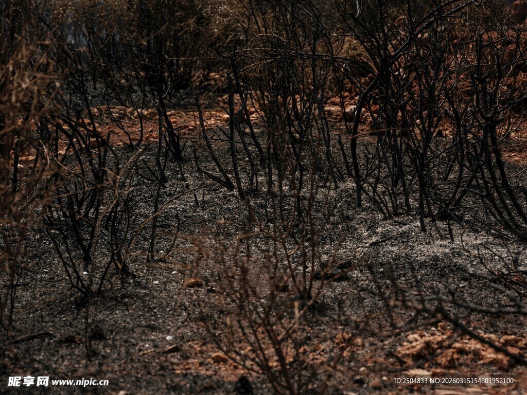 烧焦的森林景象