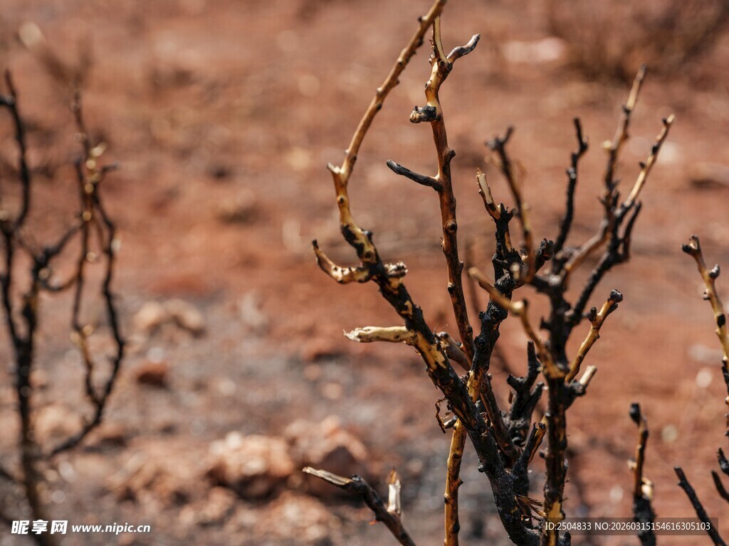 荒芜土地上的枯枝干