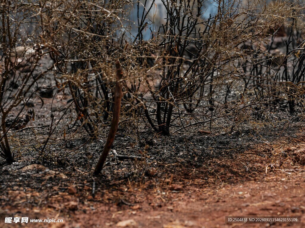 秋日枯树林间幽静小路