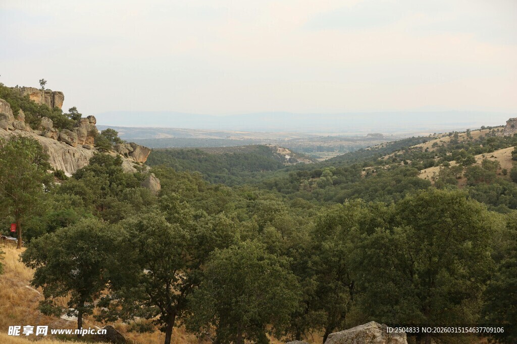 山间葱郁树林远景