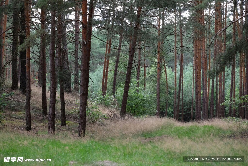 森林中的静谧林间景象