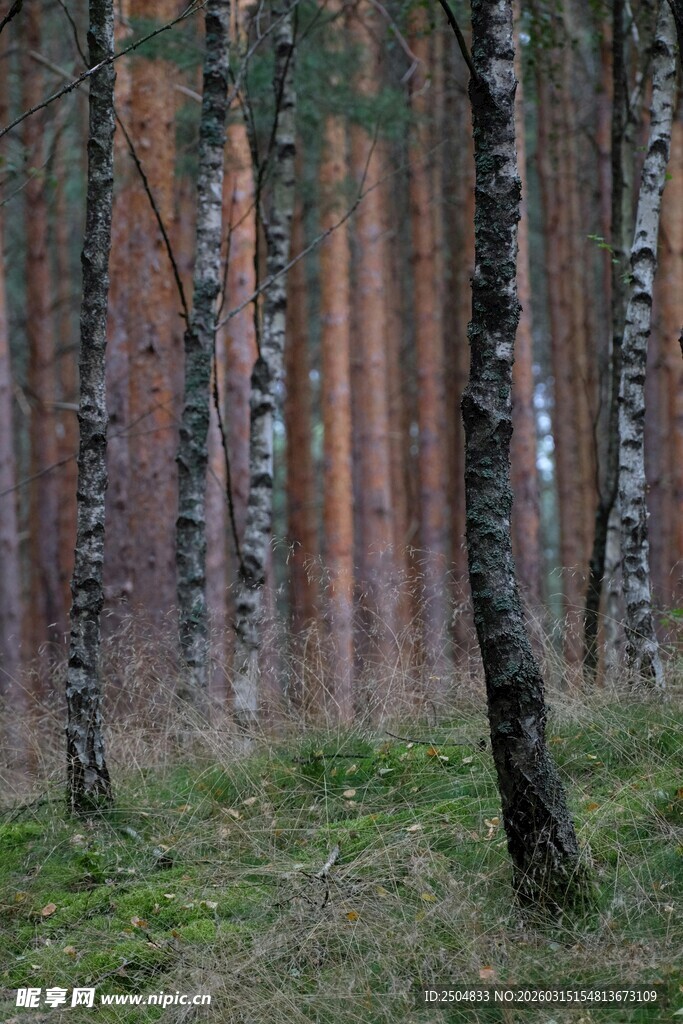 森林中的树木与草地景观