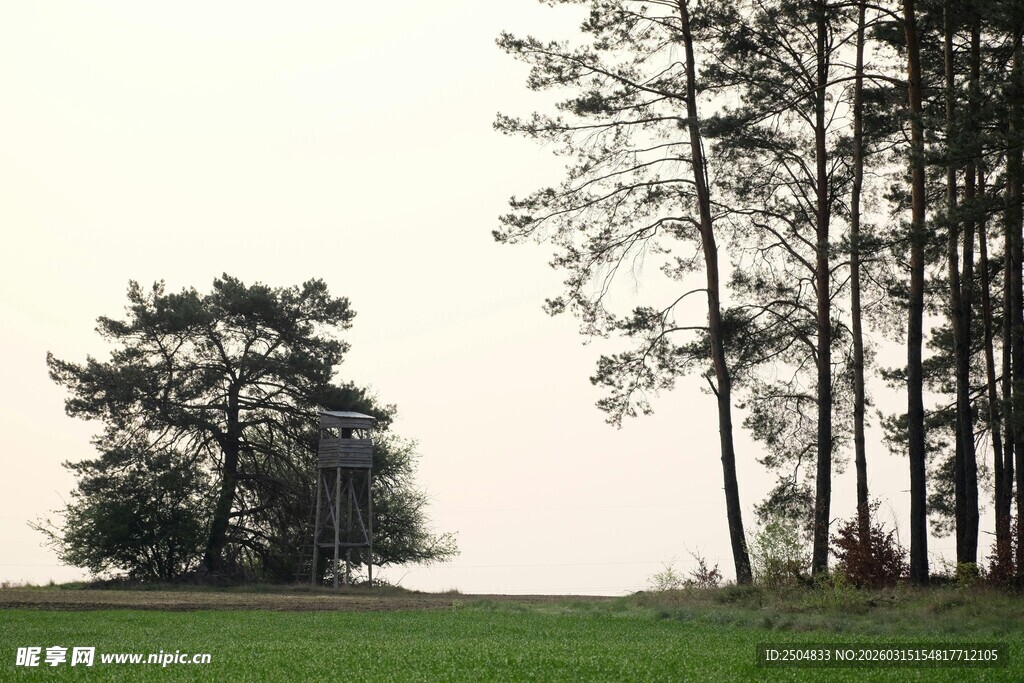 田野中的孤树与树林