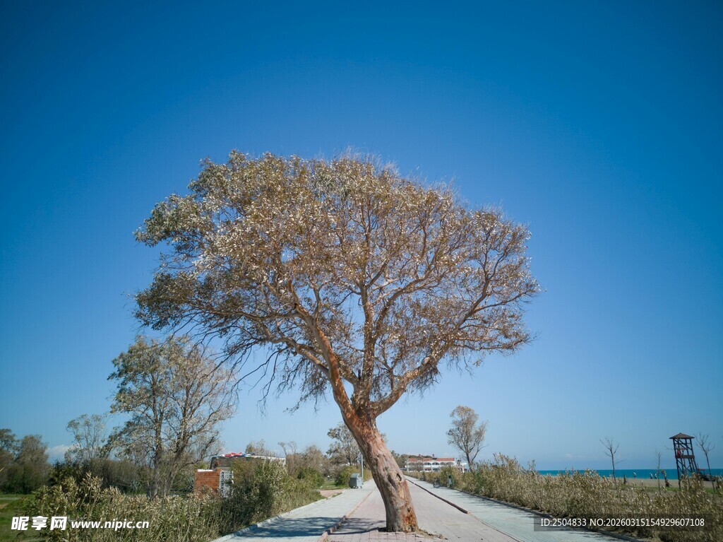 孤树立于旷野蓝天之下