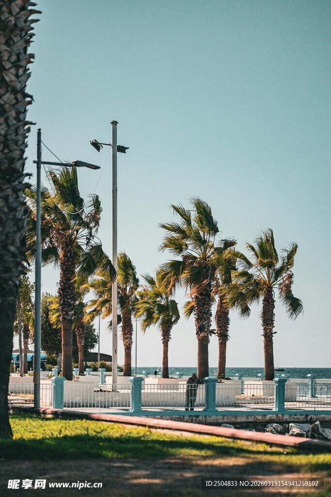 海滨椰林旁的惬意风光
