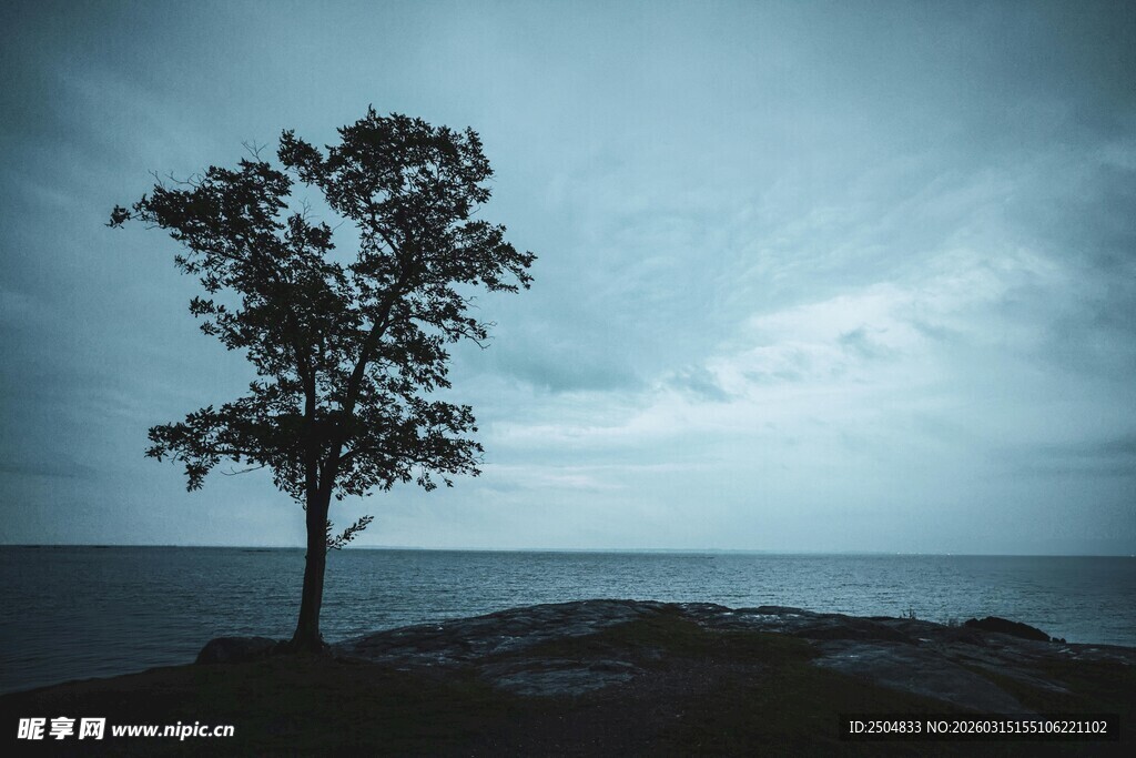 孤树伫立海边的静谧景象