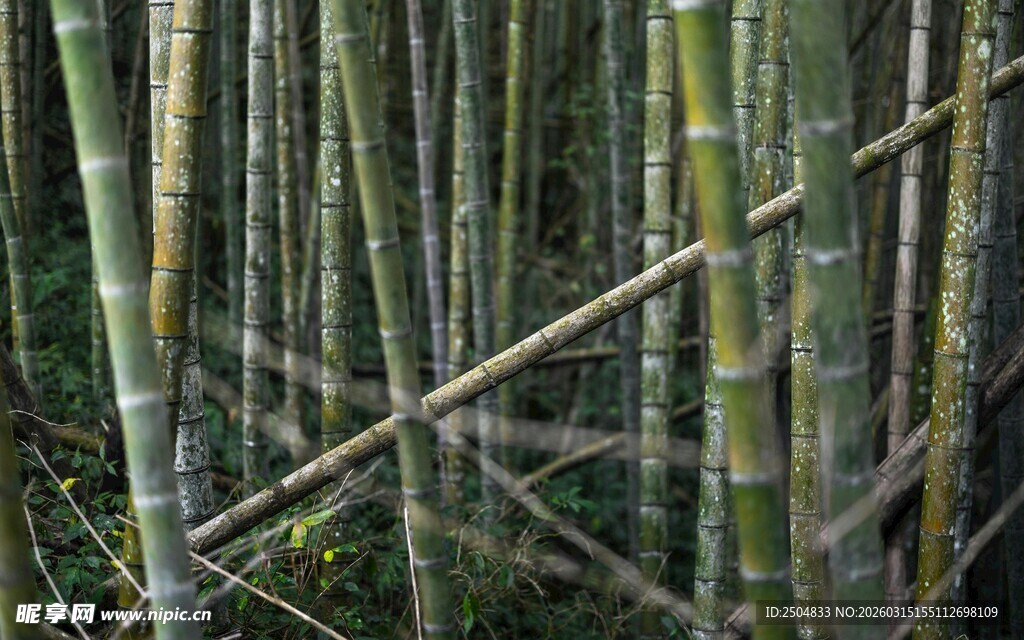 竹林中的木质支架景观