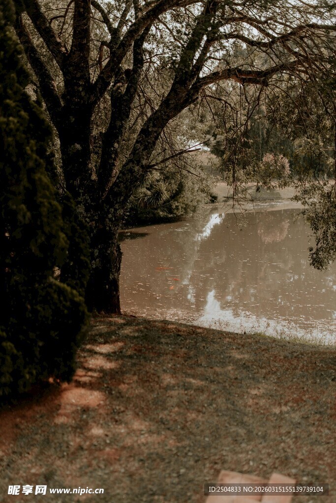 静谧庭院中的树木与小径