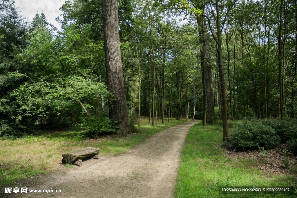 林间小径 静谧自然之景