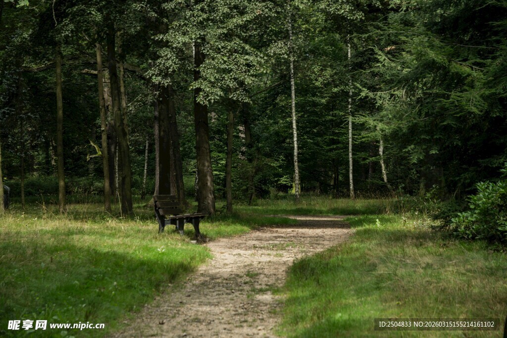 林间小径 静谧自然之景