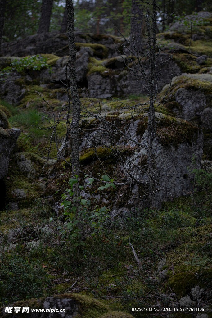 岩石上的翠绿苔藓景观