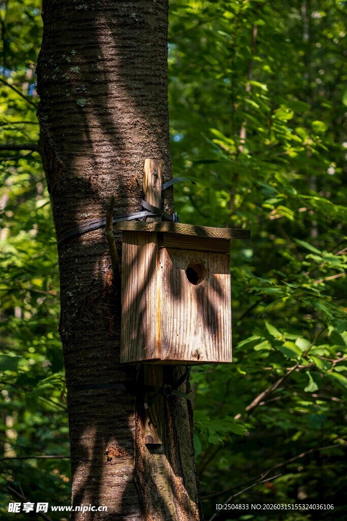 林间树上的木质鸟屋