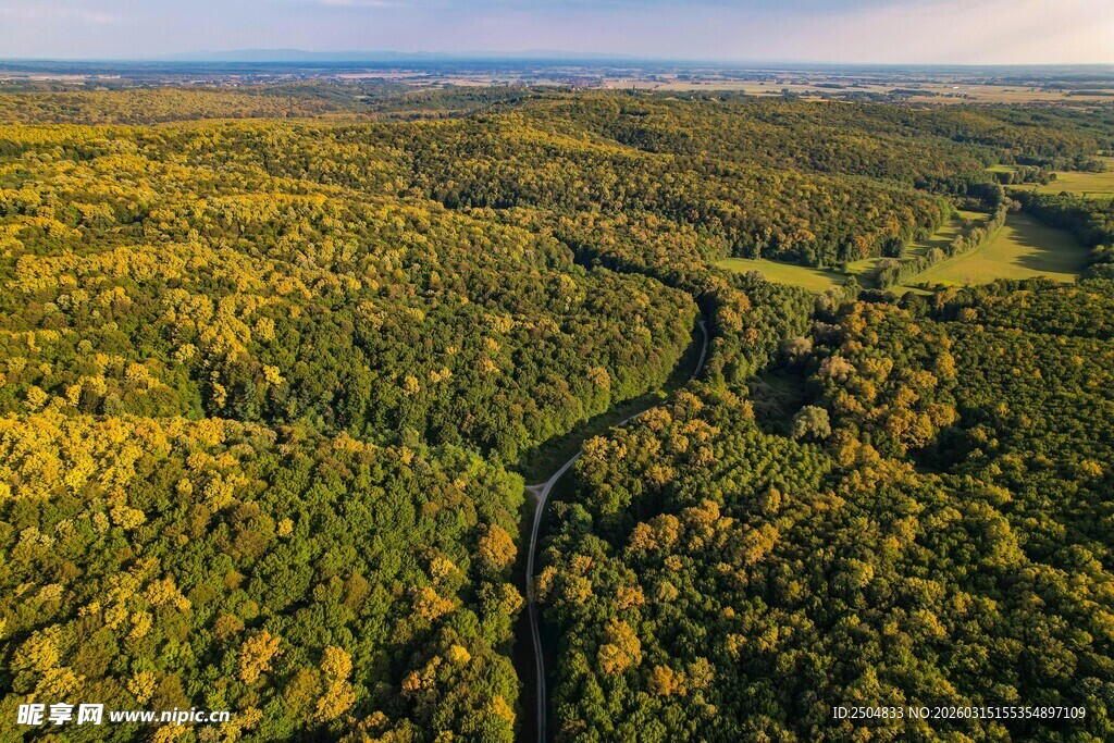 俯瞰广袤葱郁的森林景观