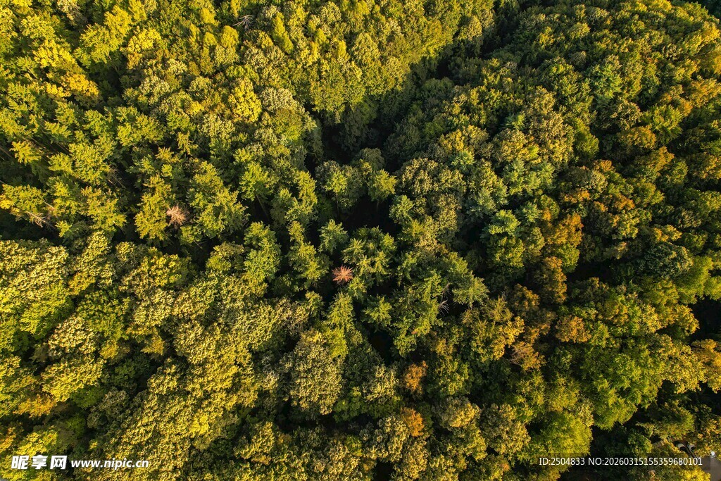 俯瞰茂密葱郁的绿色森林