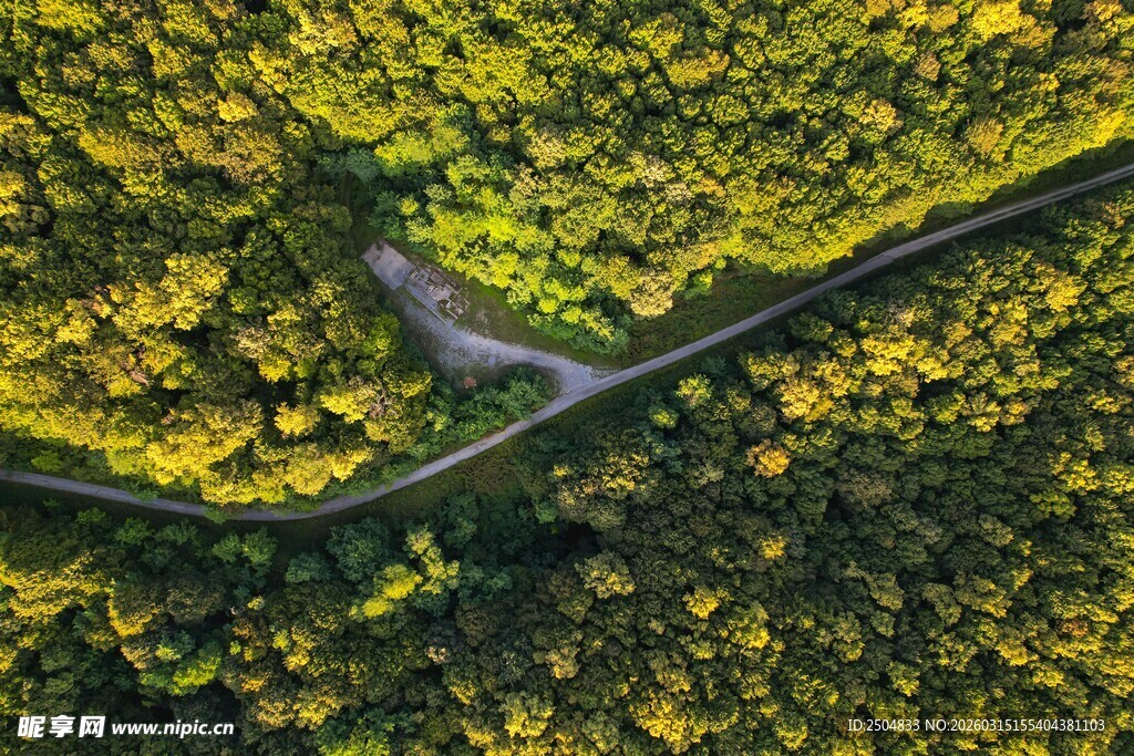 航拍蜿蜒于黄叶林的公路