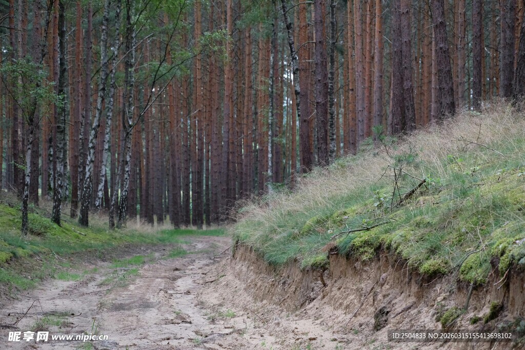 林间小径 绿意盎然的自然景