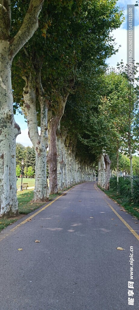 林荫大道 静谧的绿色之路