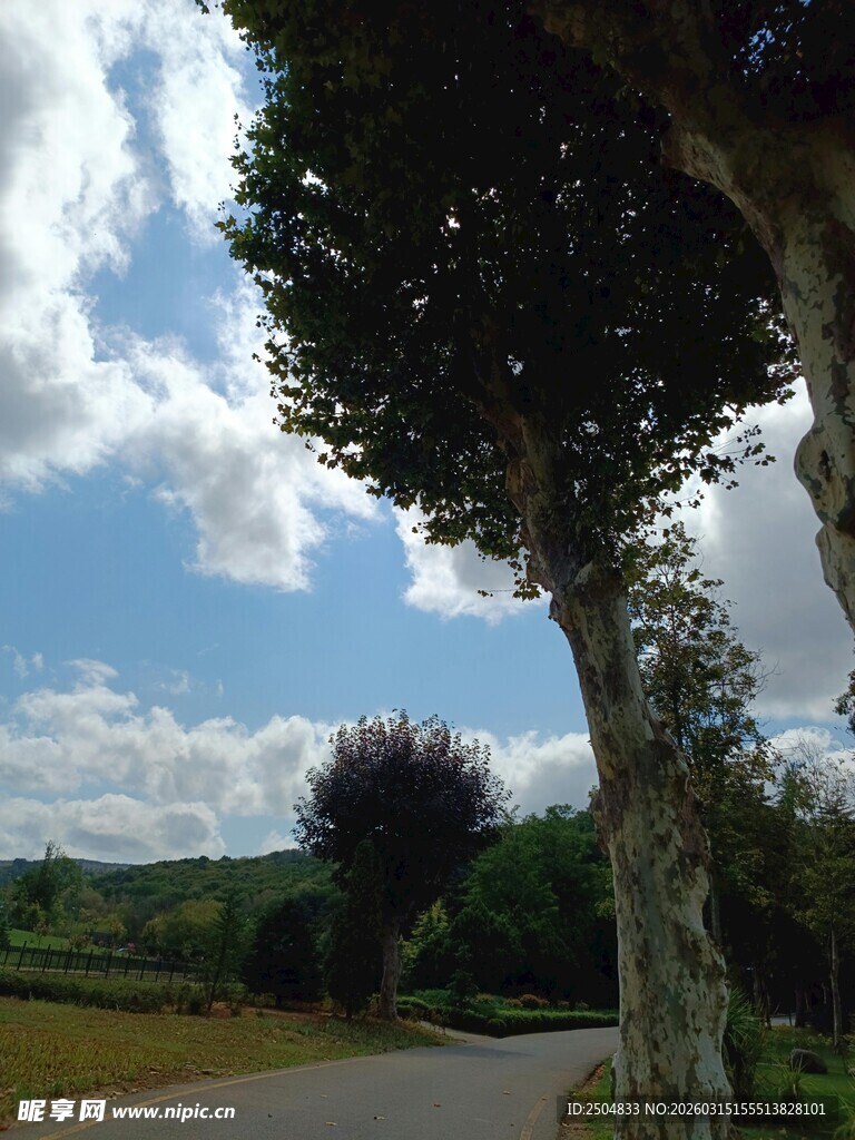 乡村路旁绿树蓝天白云景