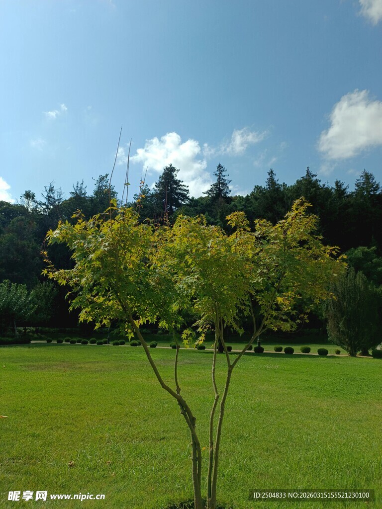 阳光下的翠绿小树