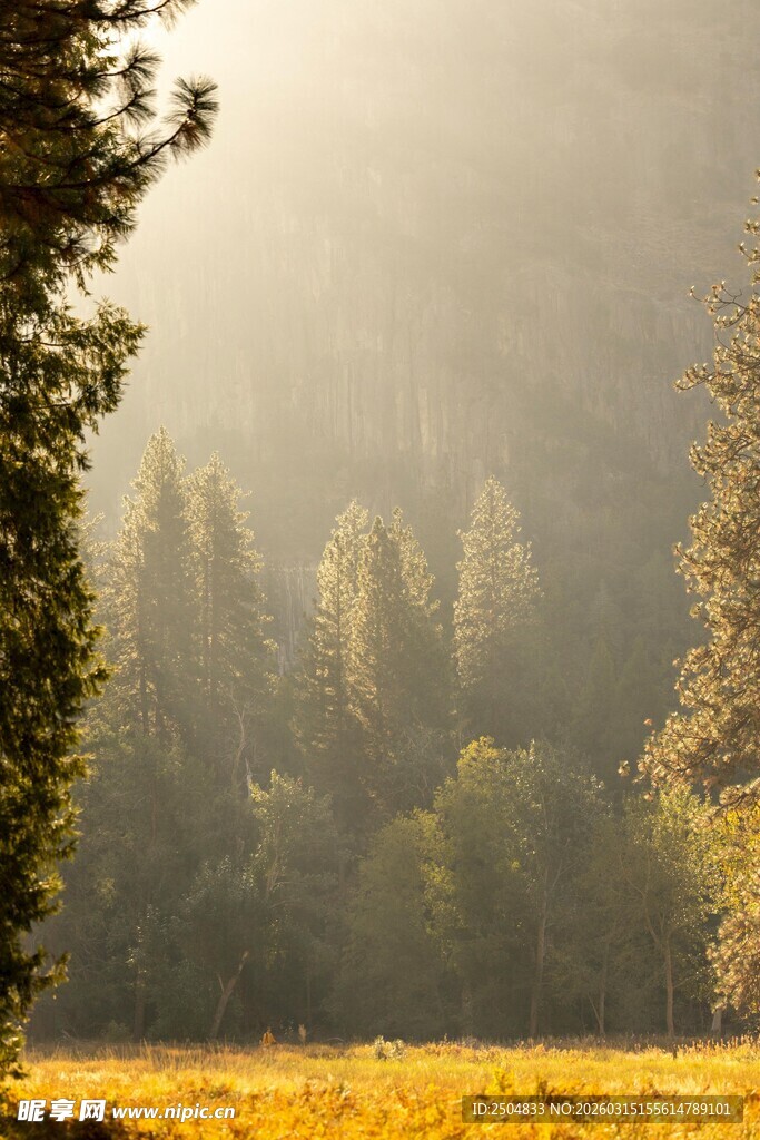 林间晨光下的金黄草地