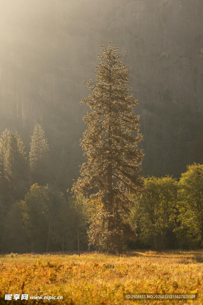 秋日山林中的挺拔树木