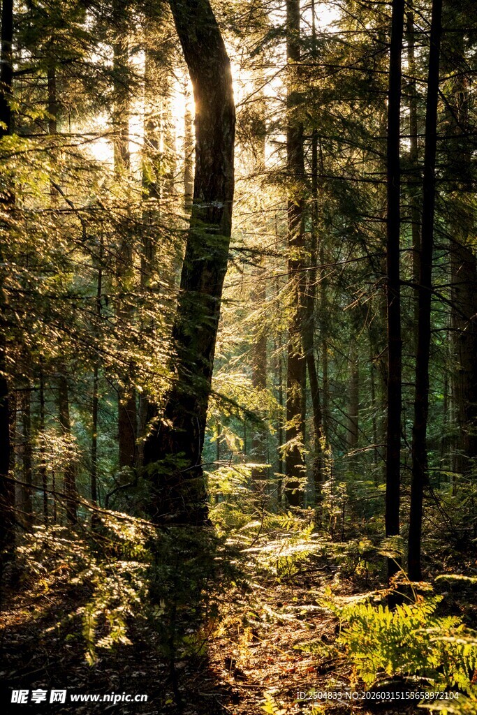 阳光洒入静谧森林美景