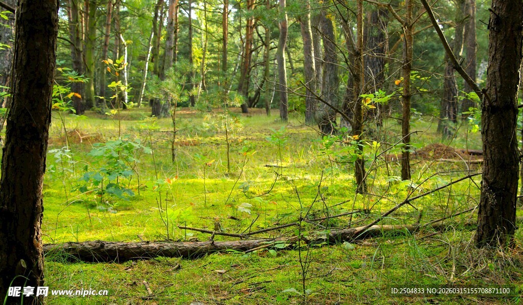 森林中的绿意草地