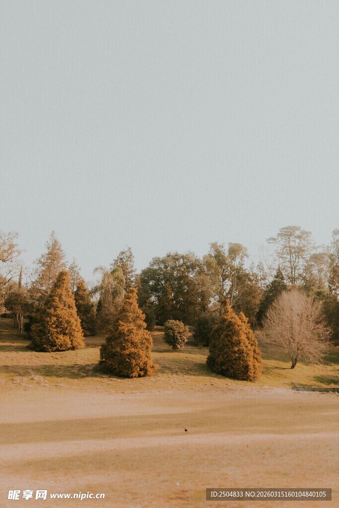 田野中的锥形树木景观