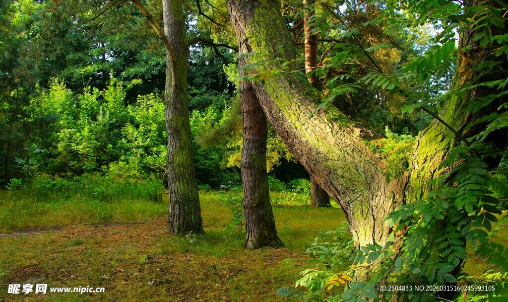 林间弯曲树木 绿意盎然