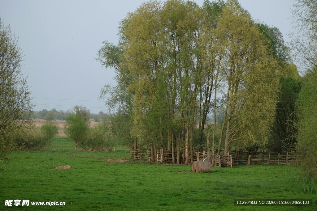 春日绿野中的葱郁树林
