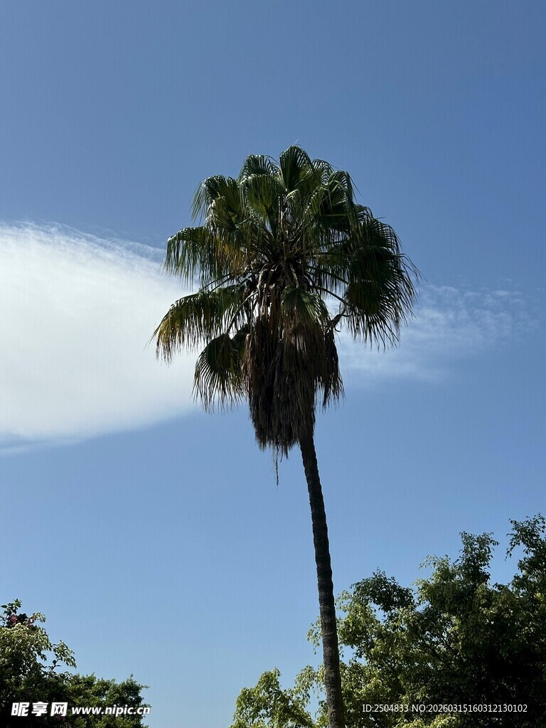 蓝天中的挺拔棕榈树