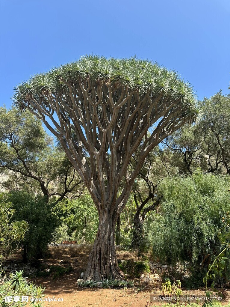 龙血树独特景观