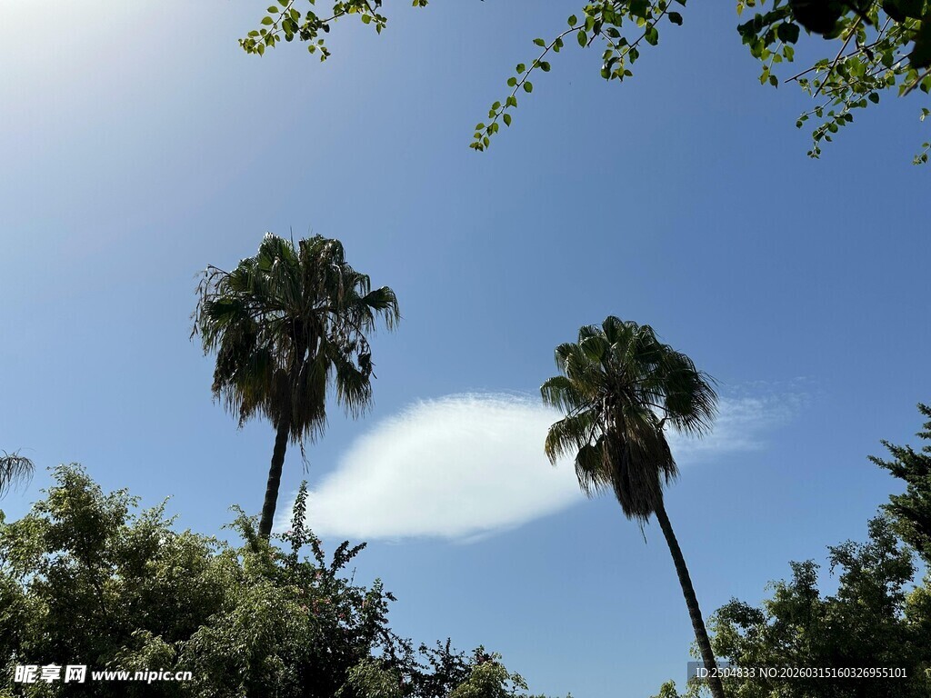 蓝天绿树间的高大棕榈树