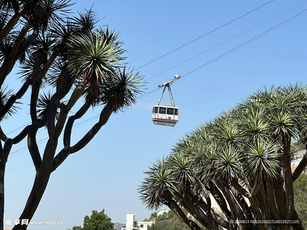 空中缆车穿梭于奇特树木间