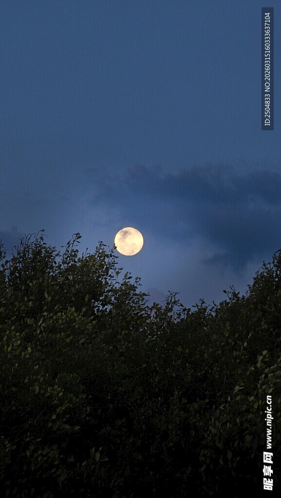 月夜下的树梢与明月