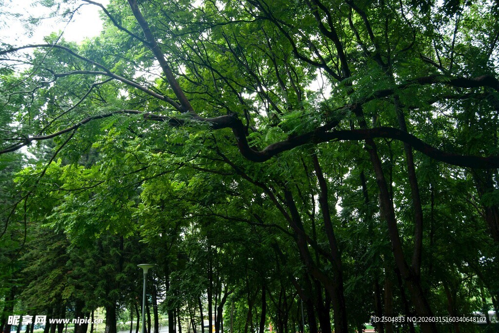 茂密绿意森林景观