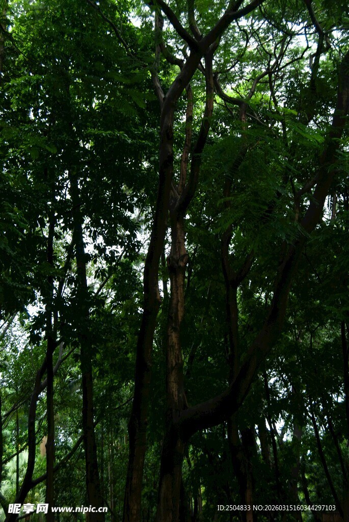 茂密森林中的繁茂绿树