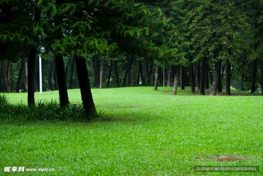 林间绿草地 静谧自然景